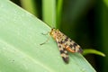 Scorpion Fly Panorpa communis on a green leaf. Close-up