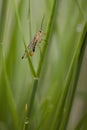 Scorpion fly perched on grass, greenish background with space for copy. male specimen of panorpa communis