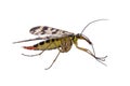 Scorpion Fly on white background Royalty Free Stock Photo