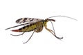 Scorpion Fly on white background Royalty Free Stock Photo