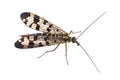 Scorpion fly on white background Royalty Free Stock Photo