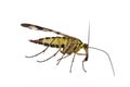Scorpion Fly on white background Royalty Free Stock Photo