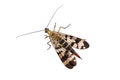 Scorpion Fly on white background Royalty Free Stock Photo