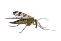 Scorpion Fly on white background Royalty Free Stock Photo