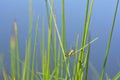 A Scorpion fly in the wild  Panorpidae Royalty Free Stock Photo