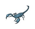 Scorpion hand drawing sketch. linear terrestrial arachnid. Vector illustration