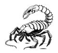 Scorpion hand drawn engraving style sketch Vector illustration Animals