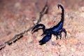 Scorpion Heterometrus spinifer