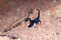 Scorpion Heterometrus spinifer