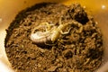 scorpion Hottentotta hottentotta moult. Very rare occurrence