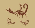 Scorpion insect hand drawn illustration 