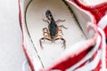Scorpion inside a sneaker. Venomous animal indoors. danger of stinging. Tityus bahiensis, also known as black scorpion, is a
