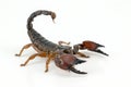 Scorpion Royalty Free Stock Photo