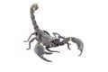 Scorpion isolated