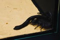 Scorpion with a leech in terrarium. Black scorpion is a poisonou