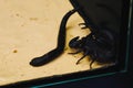 Scorpion with a leech in terrarium. Black scorpion is a poisonou