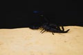 Scorpion with a leech in terrarium. Black scorpion is a poisonou