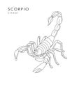 Scorpion linear illustration or tattoo sketch hand drawn