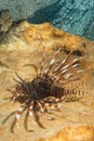 Scorpion Lion fish portrait Royalty Free Stock Photo