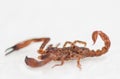 Scorpion Royalty Free Stock Photo
