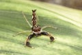 Scorpion Mimic Jumping Spider in defensive mode