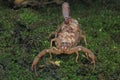 He scorpion mother is carrying a baby on her back. Royalty Free Stock Photo