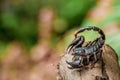 Scorpion in nature