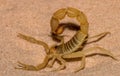 Scorpion Royalty Free Stock Photo