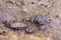 Scorpion Opisthacanthus madagascariensis, Isalo National Park, Madagascar Royalty Free Stock Photo