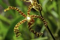 Beautiful scorpion orchid in bloom.