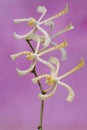 Scorpion orchid flower arrangement in full bloom. Royalty Free Stock Photo