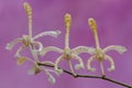 Scorpion orchid flower arrangement in full bloom. Royalty Free Stock Photo