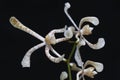 Scorpion orchid flower arrangement in full bloom on a black background. Royalty Free Stock Photo