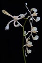 Scorpion orchid flower arrangement in full bloom on a black background. Royalty Free Stock Photo