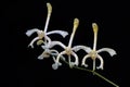 Scorpion orchid flower arrangement in full bloom. Royalty Free Stock Photo