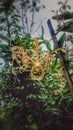The scorpion orchid & x28; Arachnis flos-aeris & x29; Royalty Free Stock Photo
