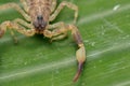 A scorpion pincer pedipalp up close. Leiurus hebraeus, the Hebrew deathstalker or Israeli yellow scorpion Royalty Free Stock Photo