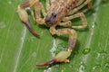 A scorpion pincer pedipalp up close. Swimming Scorpion, Chinese swimming scorpion or Ornate Bark Scorpion on a leaf in a tropical