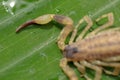 A scorpion pincer pedipalp up close. Swimming Scorpion, Chinese swimming scorpion or Ornate Bark Scorpion on a leaf in a tropical Royalty Free Stock Photo