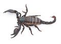 Scorpion, predator and dangerous insect with stinger, tail or venom on a white studio background. Closeup of creepy Royalty Free Stock Photo