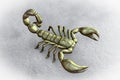 Scorpion, realistic illustration