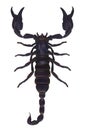 Scorpion Royalty Free Stock Photo
