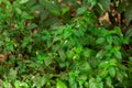 Scorpion`s tail plant Heliotropium angiospermum - Long Key Natural Area, Davie, Florida, USA Royalty Free Stock Photo