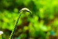 Scorpion's-tail or Turnsole definition is any of several plants