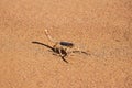 Scorpion on sand of desert Royalty Free Stock Photo