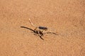 Scorpion on sand of desert