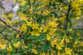 Scorpion senna Hippocrepis emerus, shrub with red-yellow flowers Royalty Free Stock Photo
