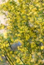 Scorpion senna Hippocrepis emerus yellow flowering shrub Royalty Free Stock Photo