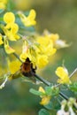 Scorpion senna Hippocrepis emerus yellow flowers with bumblebee Royalty Free Stock Photo