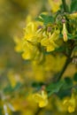 Scorpion senna Hippocrepis emerus yellow flowers close-up Royalty Free Stock Photo